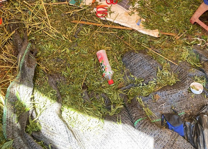 Cây cần sa đang được Ngọc chế biến