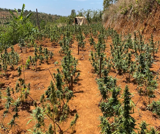 Ngọc trồng cần sa trong vườn