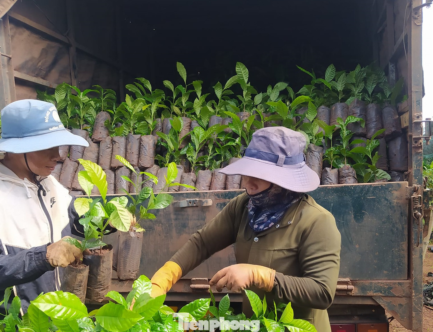 Nông dân mua cà phê giống.