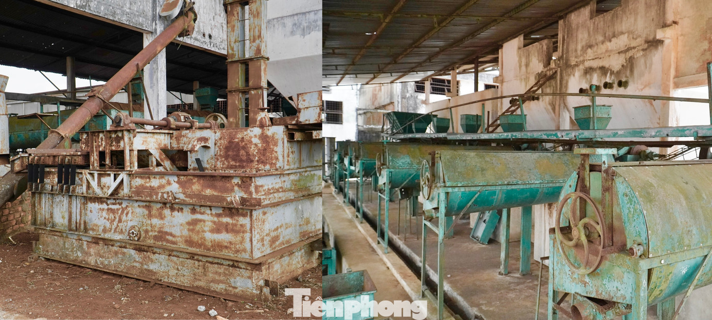 Dàn máy chế biến cà phê.