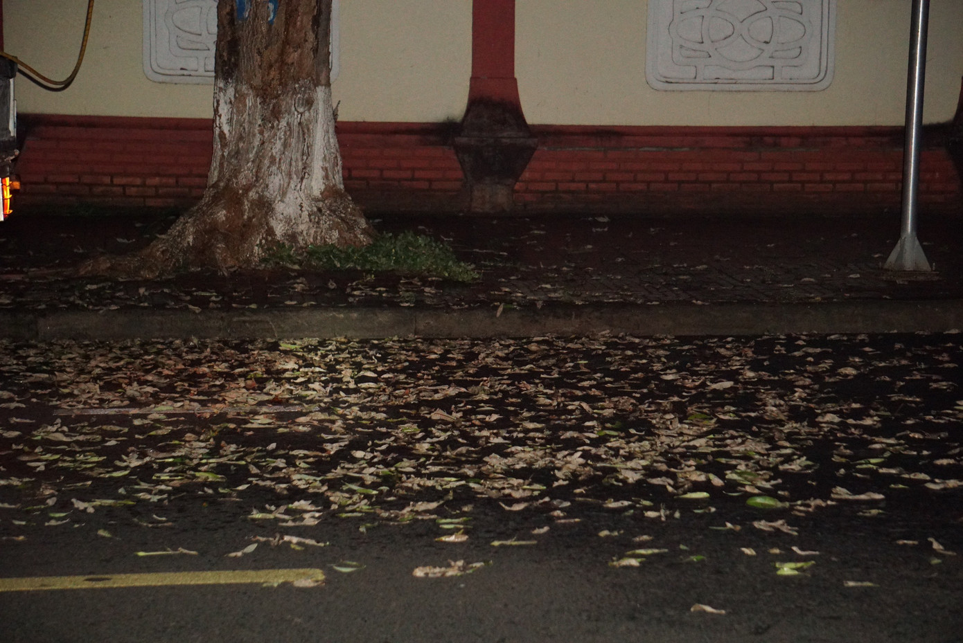 Sau khi nhân viên phun thuốc khoảng 2 tiếng, có nhiều sâu ăn lá chết, rơi xuống đường.