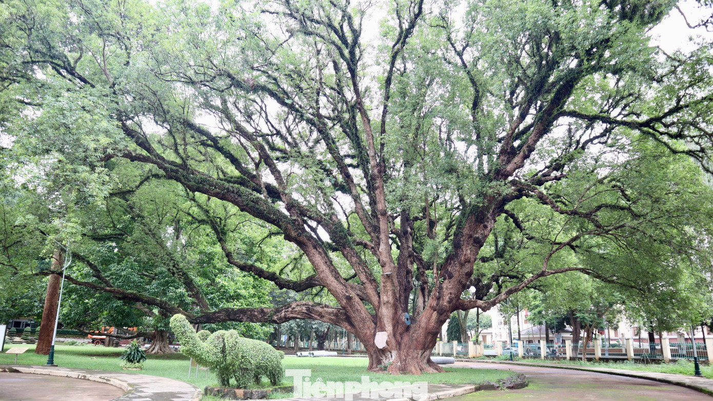 Trong khuôn viên Biệt điện Bảo Đại có rất nhiều cây xanh cổ thụ, đặc biệt nhất là cây long não nằm ngay bên phải cổng vào của Biệt điện, được trồng vào năm 1930. Đến năm 2014, cây long não được gắn biển Cây di sản Việt Nam. Cây long não này cao gần 30 m, đường kính thân cây khoảng 2,5 m. Cây tỏa bóng xanh mát và rất đẹp nên được nhiều du khách trong và ngoài nước đặc biệt yêu quý.