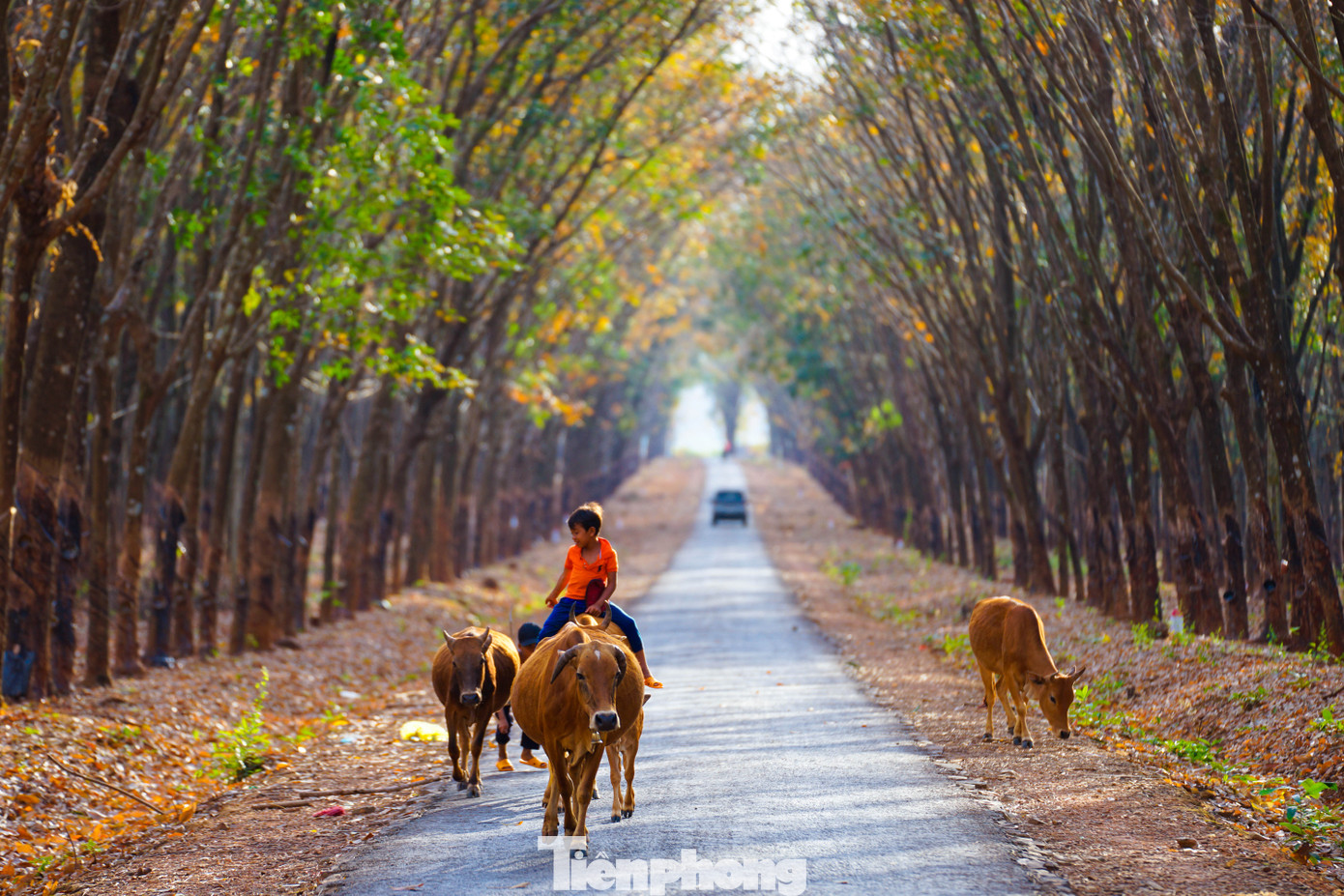 Em bé chăn thả bò dưới cánh rừng cao su Em bé chăn thả bò dưới cánh rừng cao su