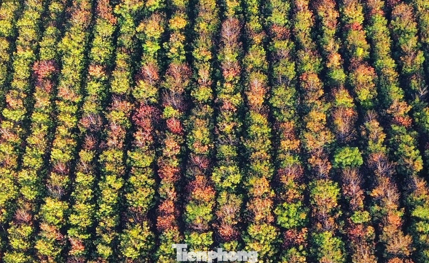 Nhìn từ trên cao, những cây cao su với đủ các gam màu từ xanh non, xanh thẫm đến vàng, cam, đỏ... Nhìn từ trên cao, những cây cao su với đủ các gam màu từ xanh non, xanh thẫm đến vàng, cam, đỏ...