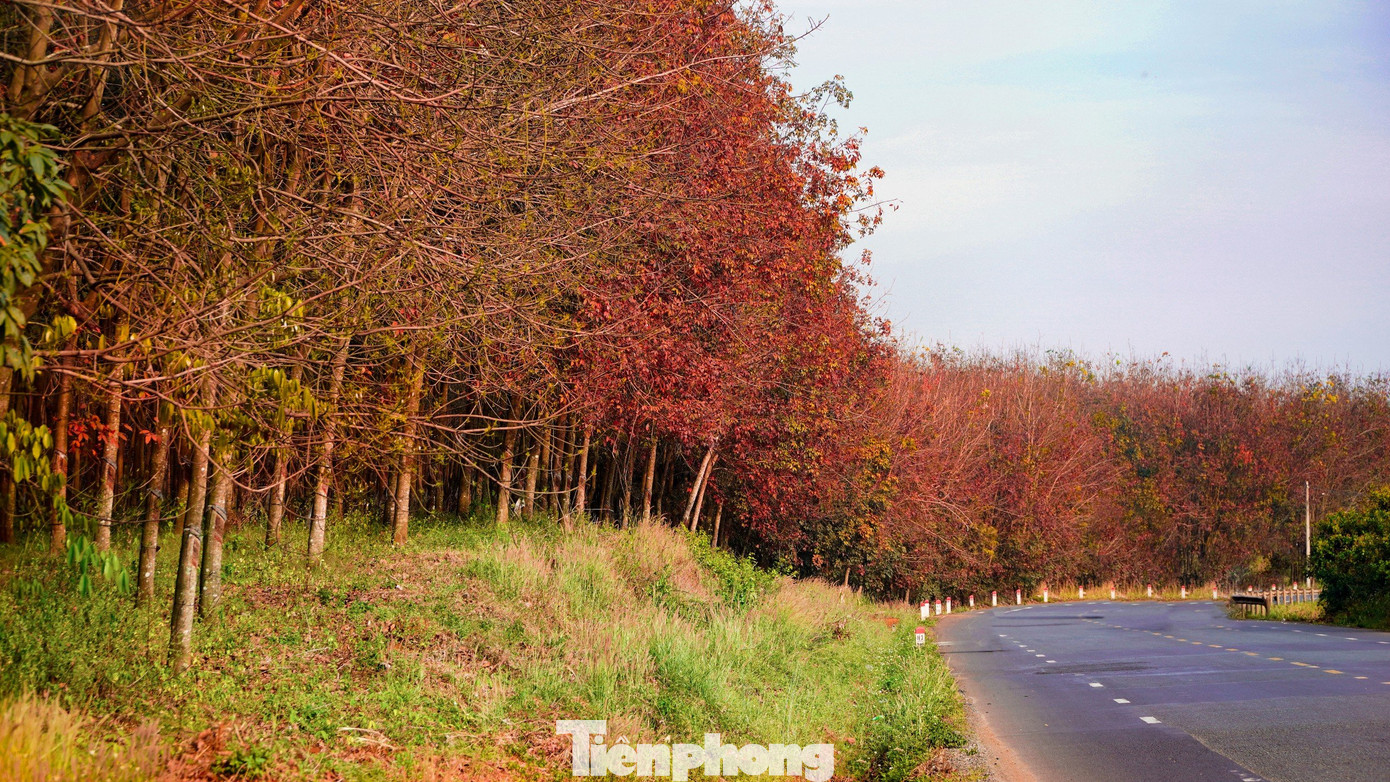 Rừng cao su thay lá nằm dọc đường Quốc lộ 14 đoạn qua địa bàn tỉnh Đắk Nông khiến người dân và du khách mê mẩn. Rừng cao su thay lá nằm dọc đường Quốc lộ 14 đoạn qua địa bàn tỉnh Đắk Nông khiến người dân và du khách mê mẩn.