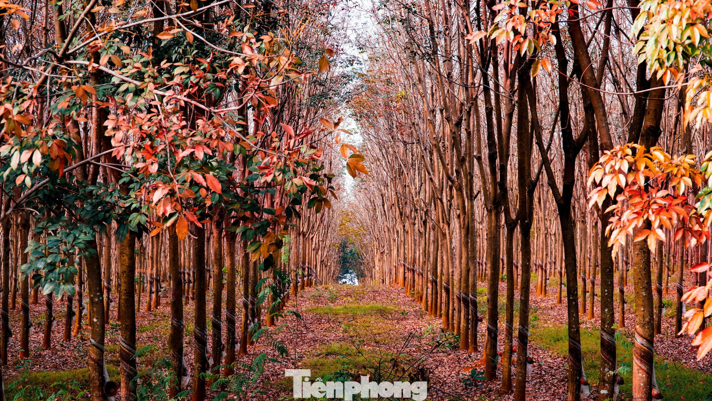 Giai đoạn lá cao su ngả sang màu vàng, đỏ là thời điểm rừng cao su đẹp nhất với không gian thơ mộng, lãng mạn. Nhiều người ví rừng cao su mùa thay lá giống khung cảnh mùa thu của châu Âu. Giai đoạn lá cao su ngả sang màu vàng, đỏ là thời điểm rừng cao su đẹp nhất với không gian thơ mộng, lãng mạn. Nhiều người ví rừng cao su mùa thay lá giống khung cảnh mùa thu của châu Âu.