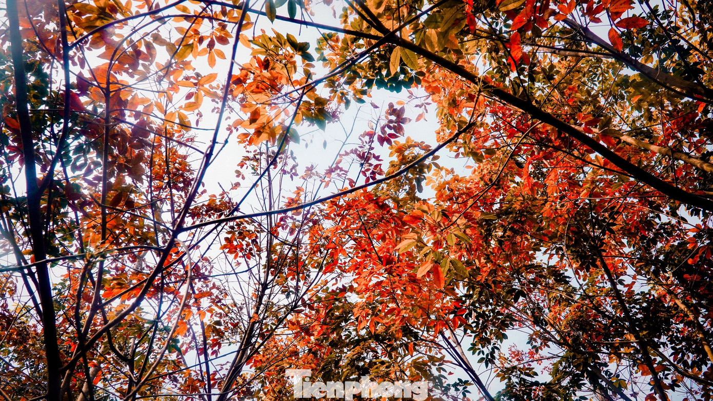 Lá cao su chuyển màu đỏ nên nhiều nhiều du khách tìm đến lưu lại khoảng khắc giao mùa Lá cao su chuyển màu đỏ nên nhiều nhiều du khách tìm đến lưu lại khoảng khắc giao mùa