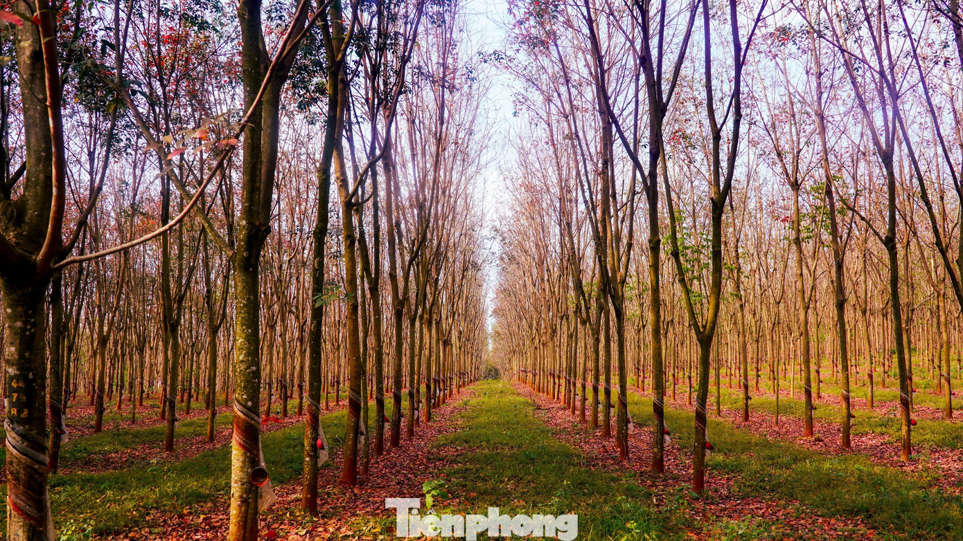 Đến cuối mùa, những chiếc lá cao su cuối cùng rụng xuống, cả rừng sẽ chỉ còn những cành cây khẳng khiu. Đến cuối mùa, những chiếc lá cao su cuối cùng rụng xuống, cả rừng sẽ chỉ còn những cành cây khẳng khiu.