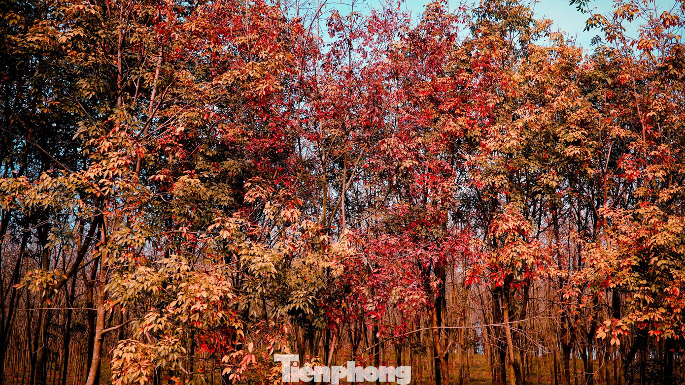 Theo người dân, thời điểm từng cánh rừng cao su bạt ngàn bắt đầu rụng lá tạo ra khung cảnh tuyệt đẹp. Theo người dân, thời điểm từng cánh rừng cao su bạt ngàn bắt đầu rụng lá tạo ra khung cảnh tuyệt đẹp.