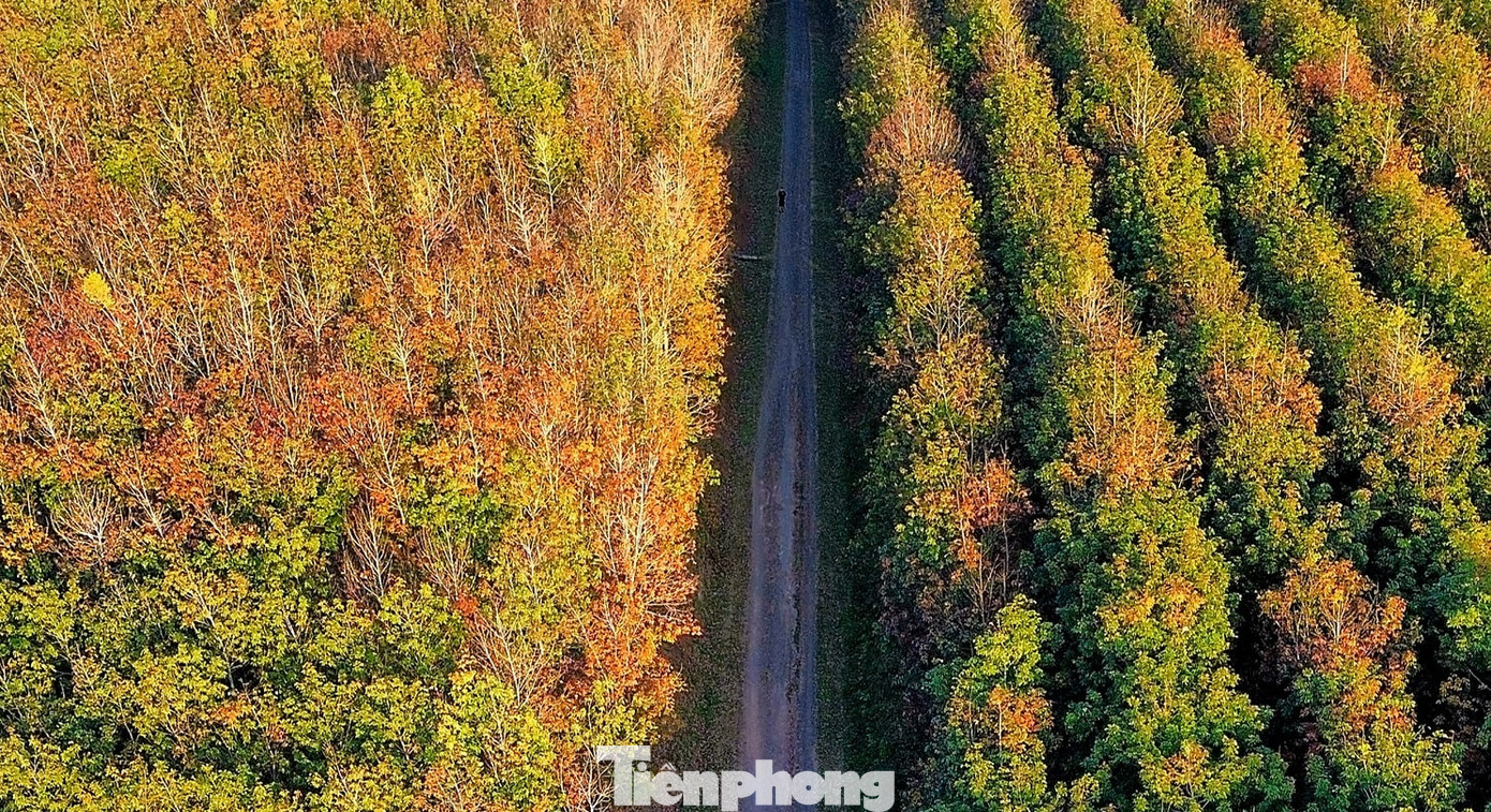 Theo thống kê, các tỉnh Tây Nguyên hiện có tổng diện tích cao su trên 255.000ha. Mùa cao su thay lá ở khu vực này bắt đầu từ tháng 12 đến cuối tháng 2 năm sau. Theo thống kê, các tỉnh Tây Nguyên hiện có tổng diện tích cao su trên 255.000ha. Mùa cao su thay lá ở khu vực này bắt đầu từ tháng 12 đến cuối tháng 2 năm sau.