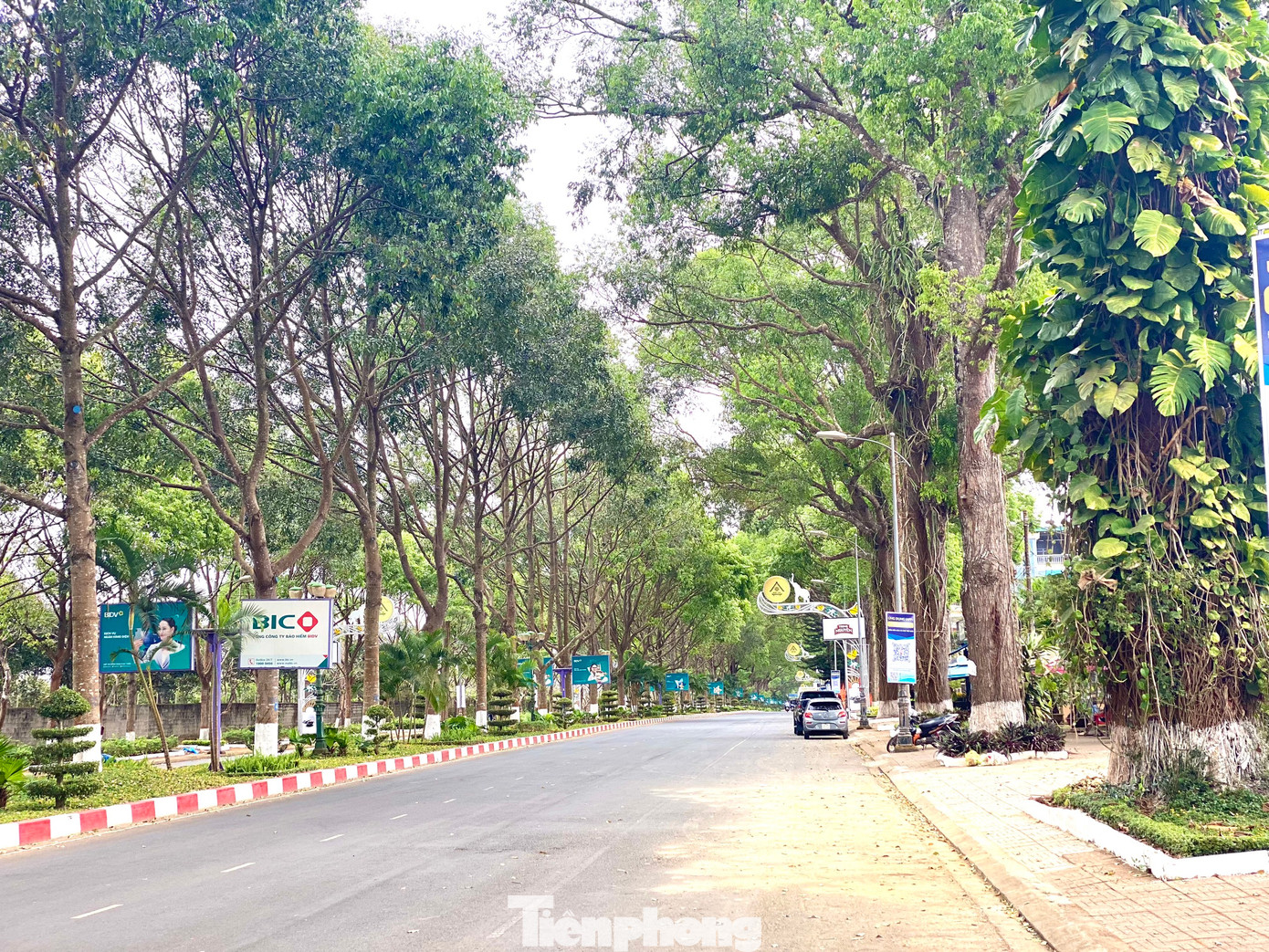 Đường Đam San (TP Buôn Ma Thuột) có nhiều cây xanh cổ thụ.