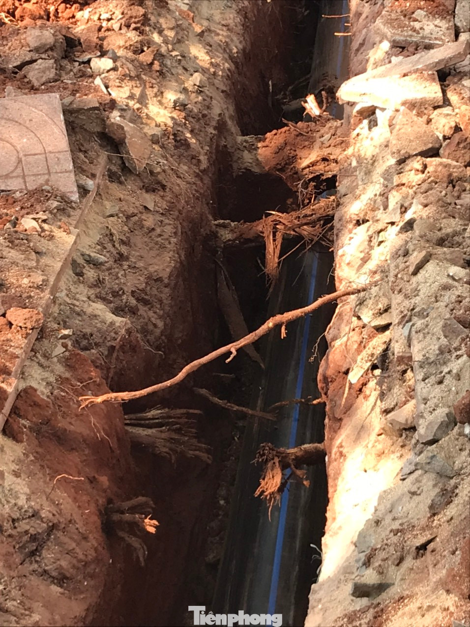 Quá trình thi công, các công nhân đã đào sát gốc cây, chặt đứt nhiều rễ của 11 cây sao có đường kính trên 35cm.