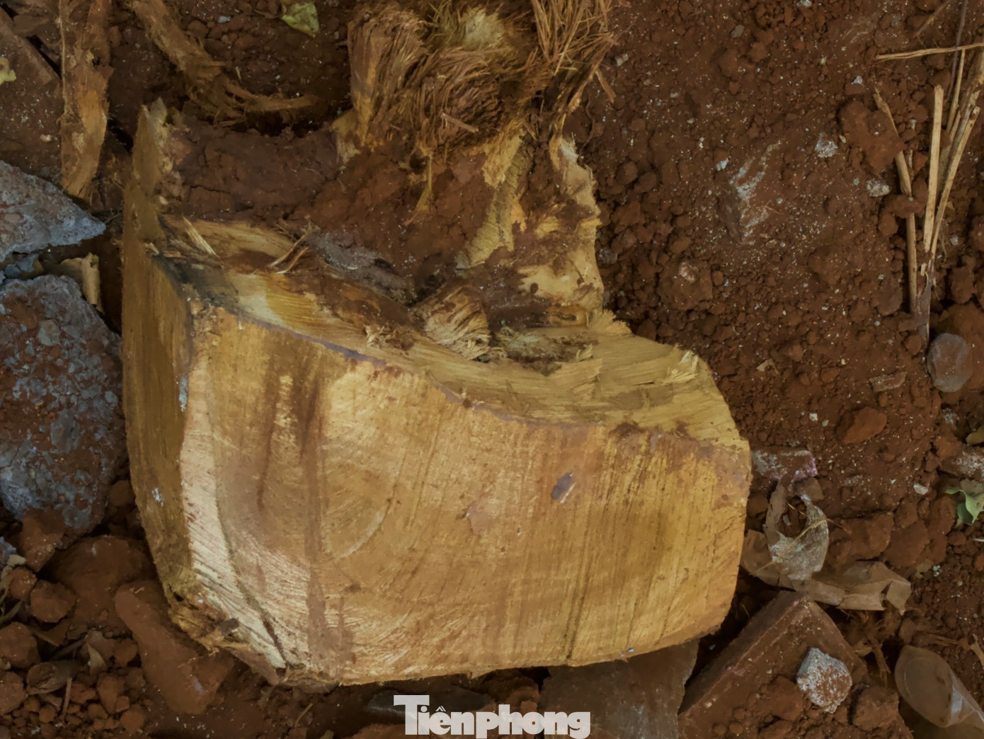 Hàng cây sao 30 năm tuổi ở Buôn Ma Thuột nguy cơ đổ gãy vì bị chặt rễ ảnh 5