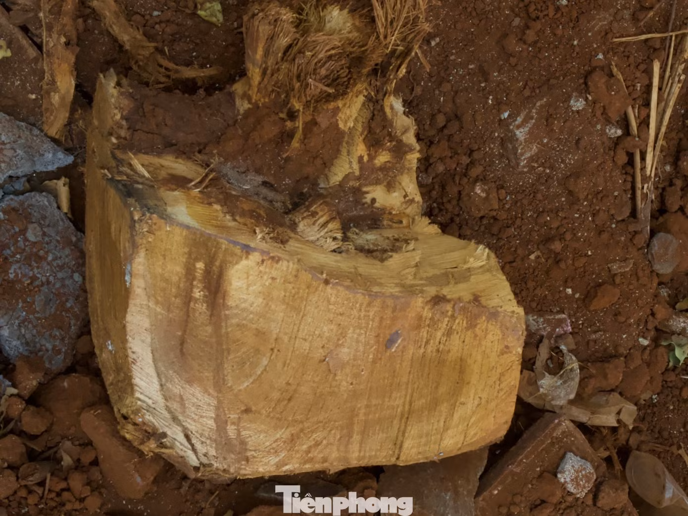 Hàng cây sao 30 năm tuổi ở Buôn Ma Thuột nguy cơ đổ gãy vì bị chặt rễ ảnh 5
