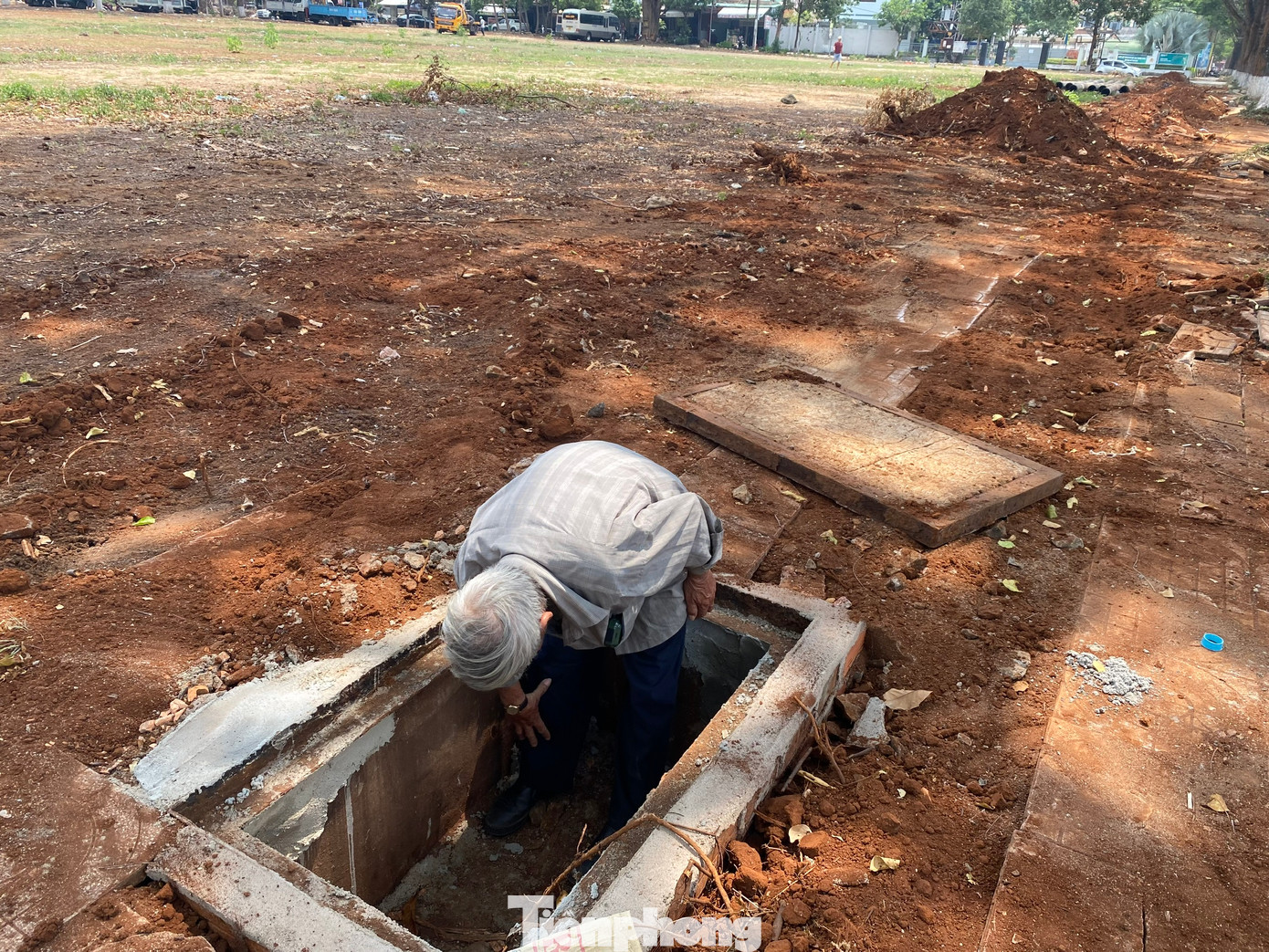 Hàng cây sao 30 năm tuổi ở Buôn Ma Thuột nguy cơ đổ gãy vì bị chặt rễ ảnh 8