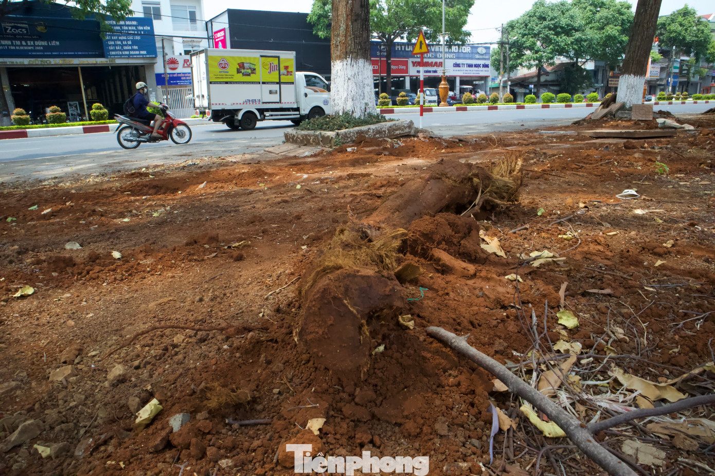 Hàng cây sao 30 năm tuổi ở Buôn Ma Thuột nguy cơ đổ gãy vì bị chặt rễ ảnh 4