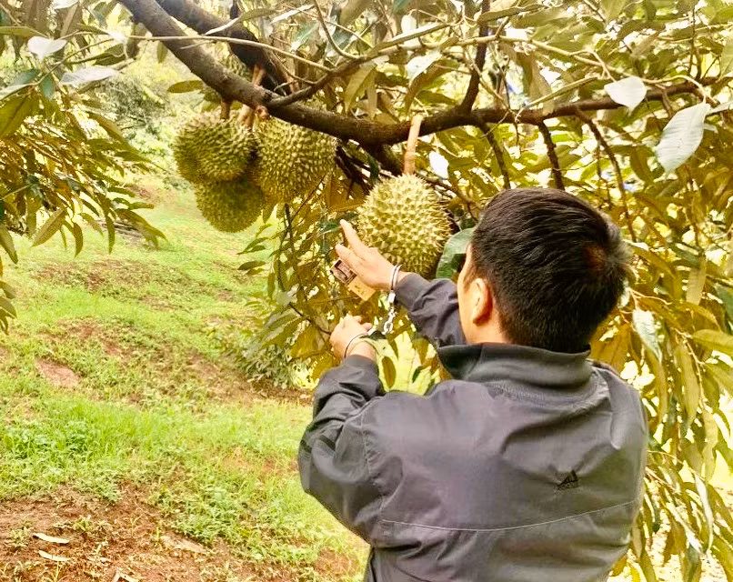 Đối tượng thực nghiệm hiện trường cắt trộm sầu riêng Đối tượng thực nghiệm hiện trường cắt trộm sầu riêng