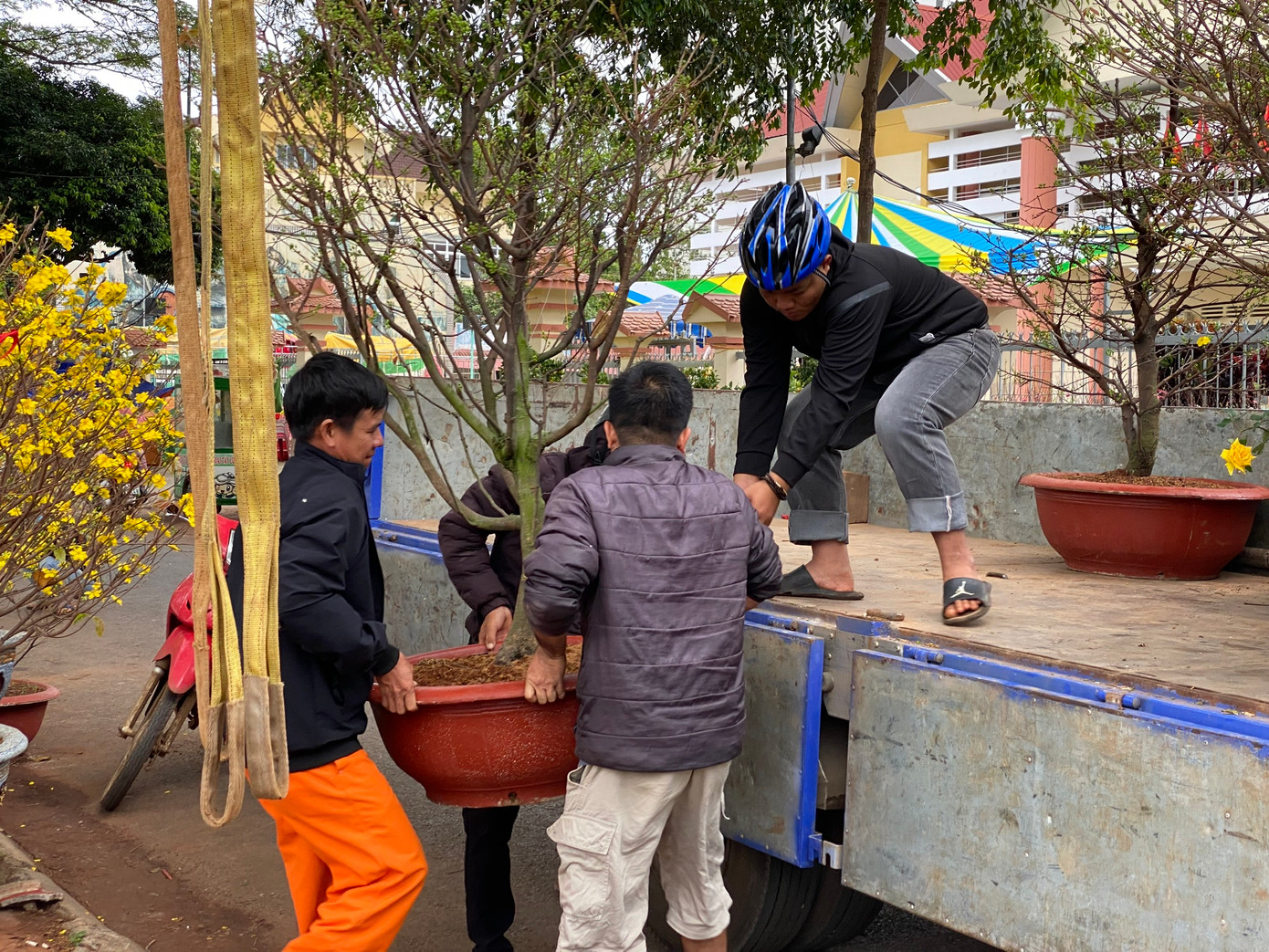 Tuy kiếm được “bạc triệu” mỗi ngày nhưng công sức người lao động bỏ ra cũng không hề ít và chứa đựng nhiều rủi ro. Những cây đào, mai, quất cổ thụ phải huy động nhiều người cùng vận chuyển, thế nên những họ thường tụ tập thành tốp để có thể hỗ trợ nhau.