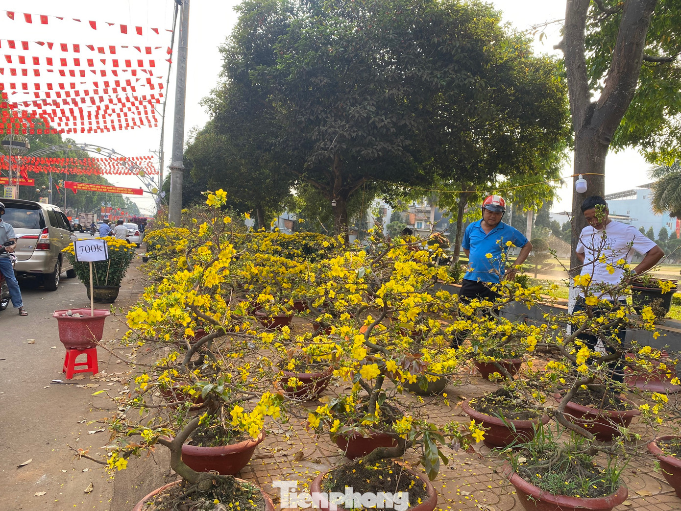 Ông Huỳnh Minh (56 tuổi) thương lái bán mai trên địa bàn tỉnh Đắk Lắk cho biết, gia đình đưa hơn 100 chậu mai bán tại chợ hoa TP Buôn Ma Thuột và thị trấn Quảng Phú (huyện Cư Mgar). Tuy nhiên, chiều 28 Tết, ông Minh mới bán được gần 20 chậu, bán vẫn rất chậm. Năm nay do nhuận 1 tháng, thời tiết mấy ngày vừa qua nắng gắt khiến hoa gần như nở hết, tiểu thương méo mặt vì không có người mua.