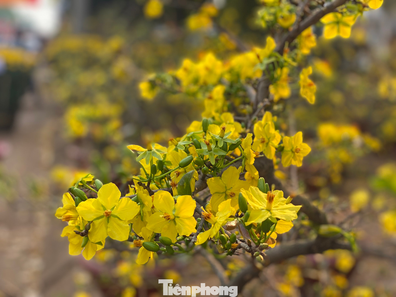 Anh Lê Tiến Hùng (SN 1991) chủ nhà vườn mai ở huyện Cư M'gar tâm sự, do tình hình kinh tế khó khăn, người dân đã cắt giảm chi tiêu khá nhiều cho việc mua hoa chơi Tết. Ngoài ra, những ngày gần đây, thời tiết nắng nóng khiến cây mai nở bung. Người dân chủ yếu đi dạo, chụp hình chợ hoa. Từ sáng 28, anh Hùng hạ giá mong bán được một số chậu mai để về nhà đi mua sắm đồ Tết.