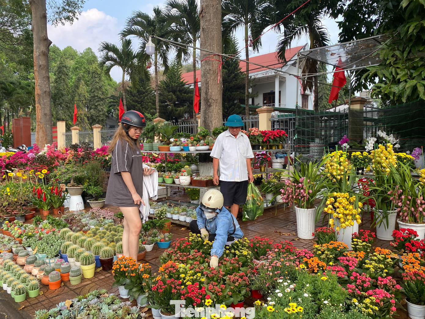 Một số gian hàng trưng bày các loại cây như: cúc, xương rồng, hoa đồng tiền...được người dân lựa chọn vì giá rẻ, phù hợp với túi tiền