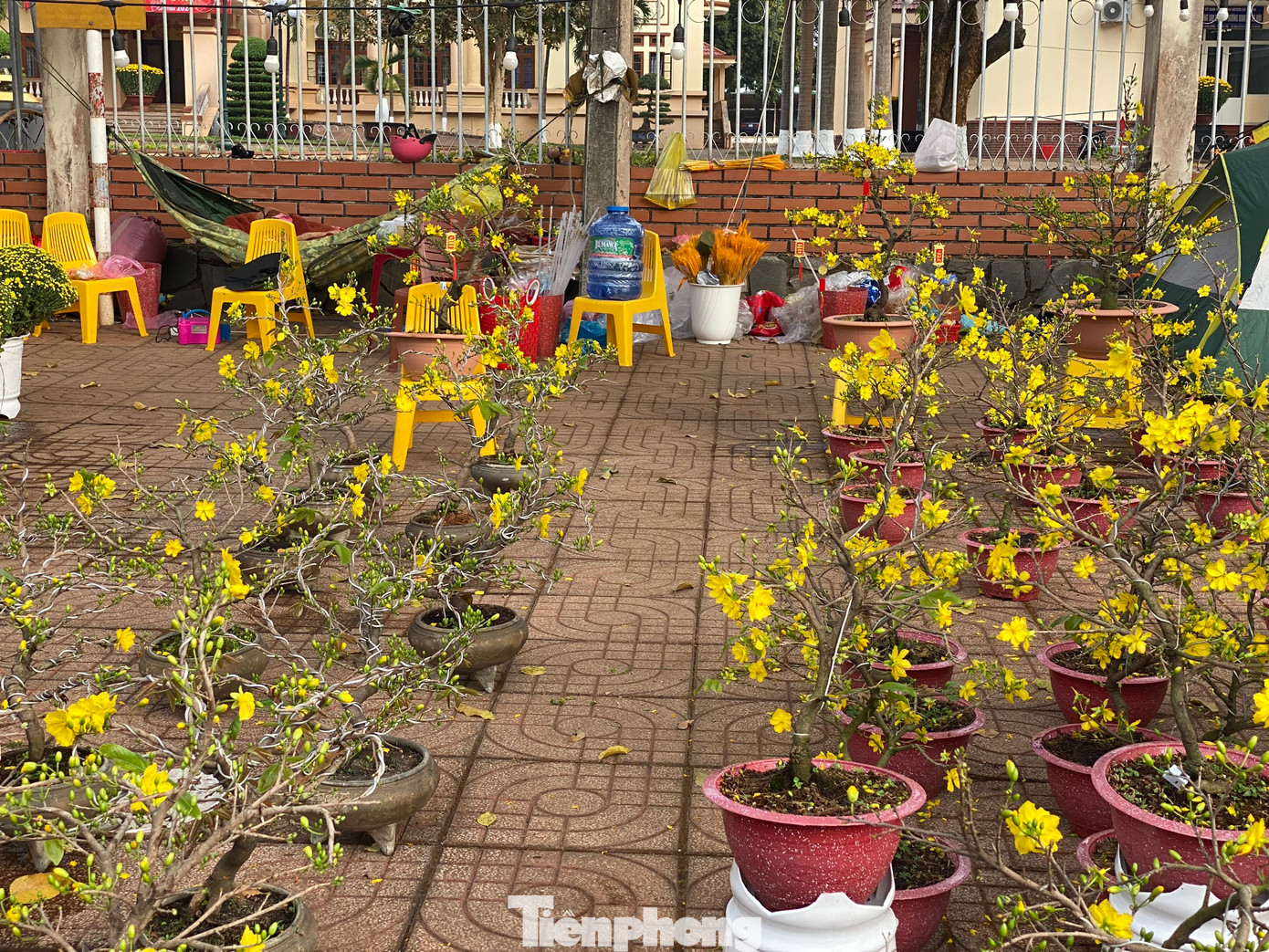 Một gian hàng mai "mini" vắng khách