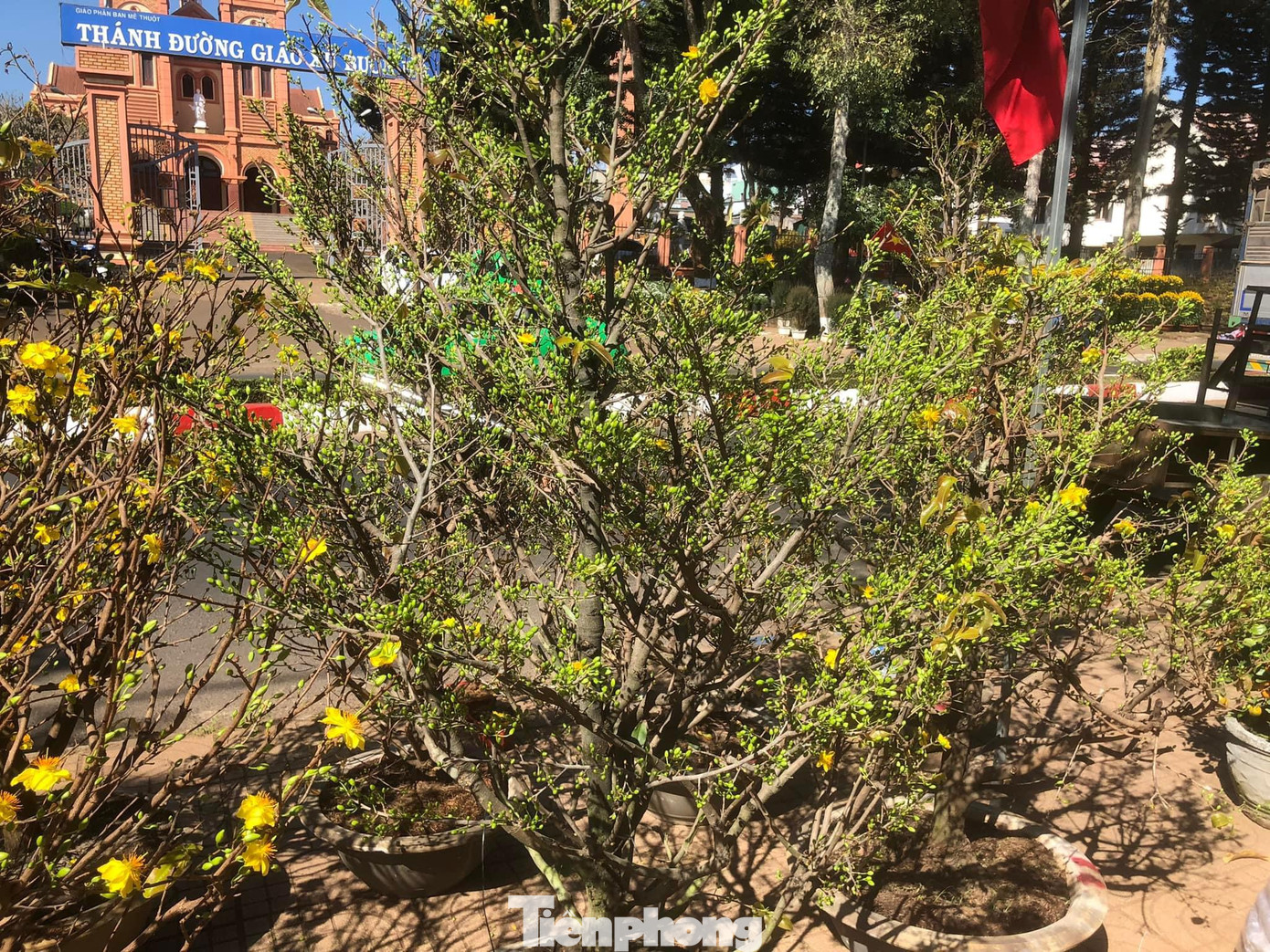 Thị xã Buôn Hồ, thời tiết có lạnh hơn nhưng nhiều cây hoa mai bắt đầu nở bung khiến người dân không mặn mà ghé mua.