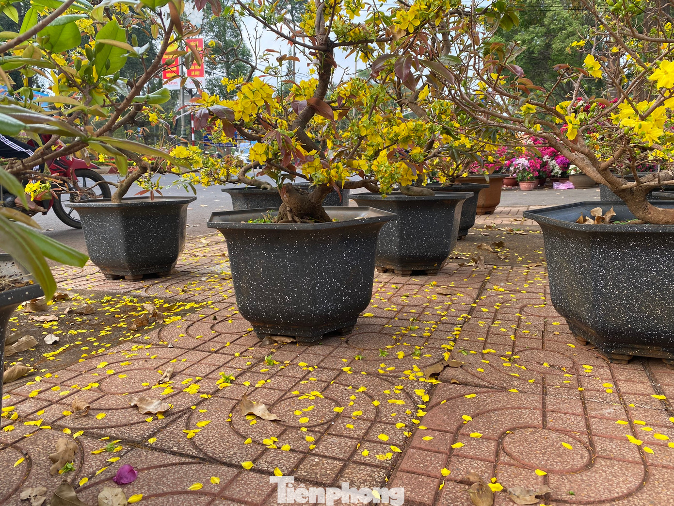 Cánh hoa mai rụng đầy điểm bán.