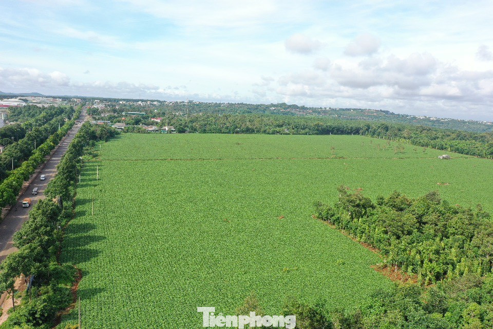Tuy nhiên, đến nay, đã 4 năm trôi qua, dự án này vẫn chưa triển khai xây dựng. Nhiều tấm pano quảng cáo dự án của Cty VN Đà Thành bạc màu, rách nát, nhếch nhác