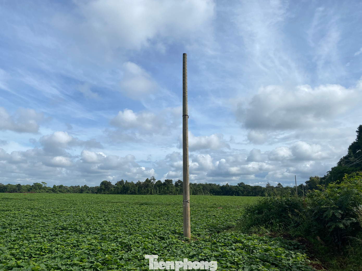 Hiện nay, dự án Khu đô thị dịch vụ cụm công nghiệp Tân An trở thành khu vực được người dân trồng cây ngắn ngày.