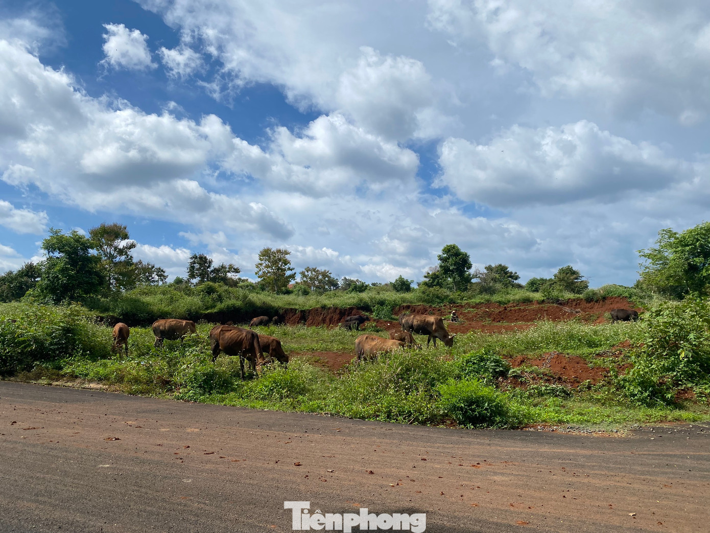 Người dân chăn thả bò vì đất bỏ hoang