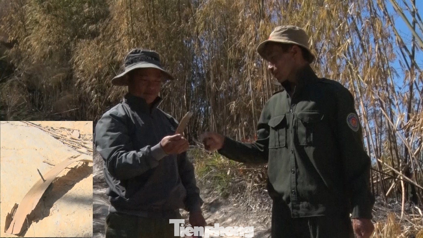 Nhân viên quản lý, bảo vệ rừng đi nhặt đinh do lâm tặc "giăng bẫy"