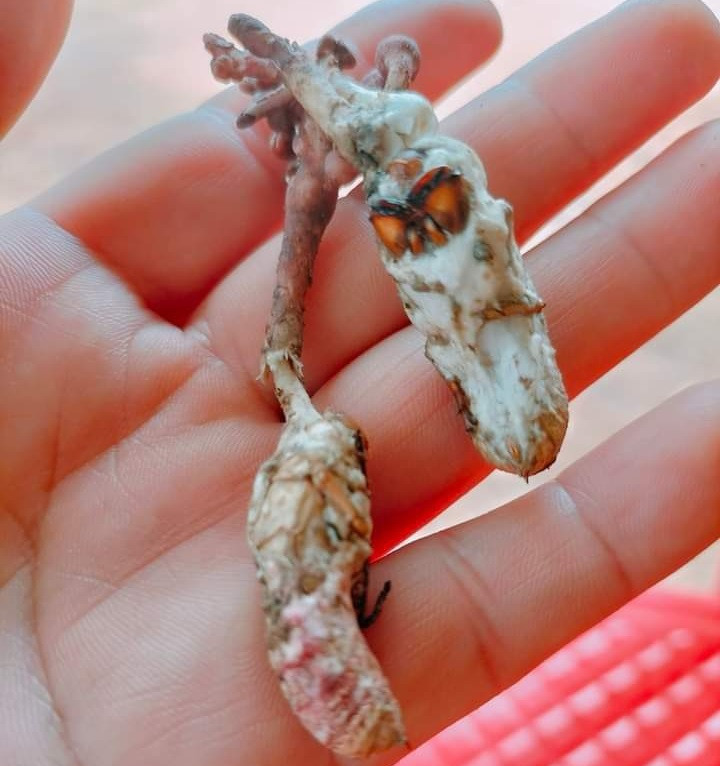 Nấm mọc từ xác ấu trùng ve sầu Nấm mọc từ xác ấu trùng ve sầu