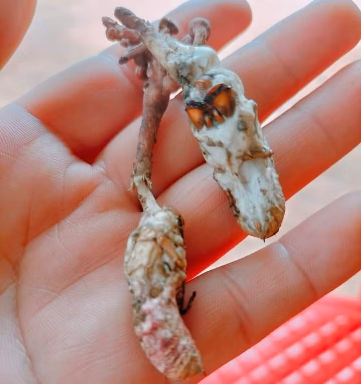 Nấm mọc từ xác ấu trùng ve sầu Nấm mọc từ xác ấu trùng ve sầu