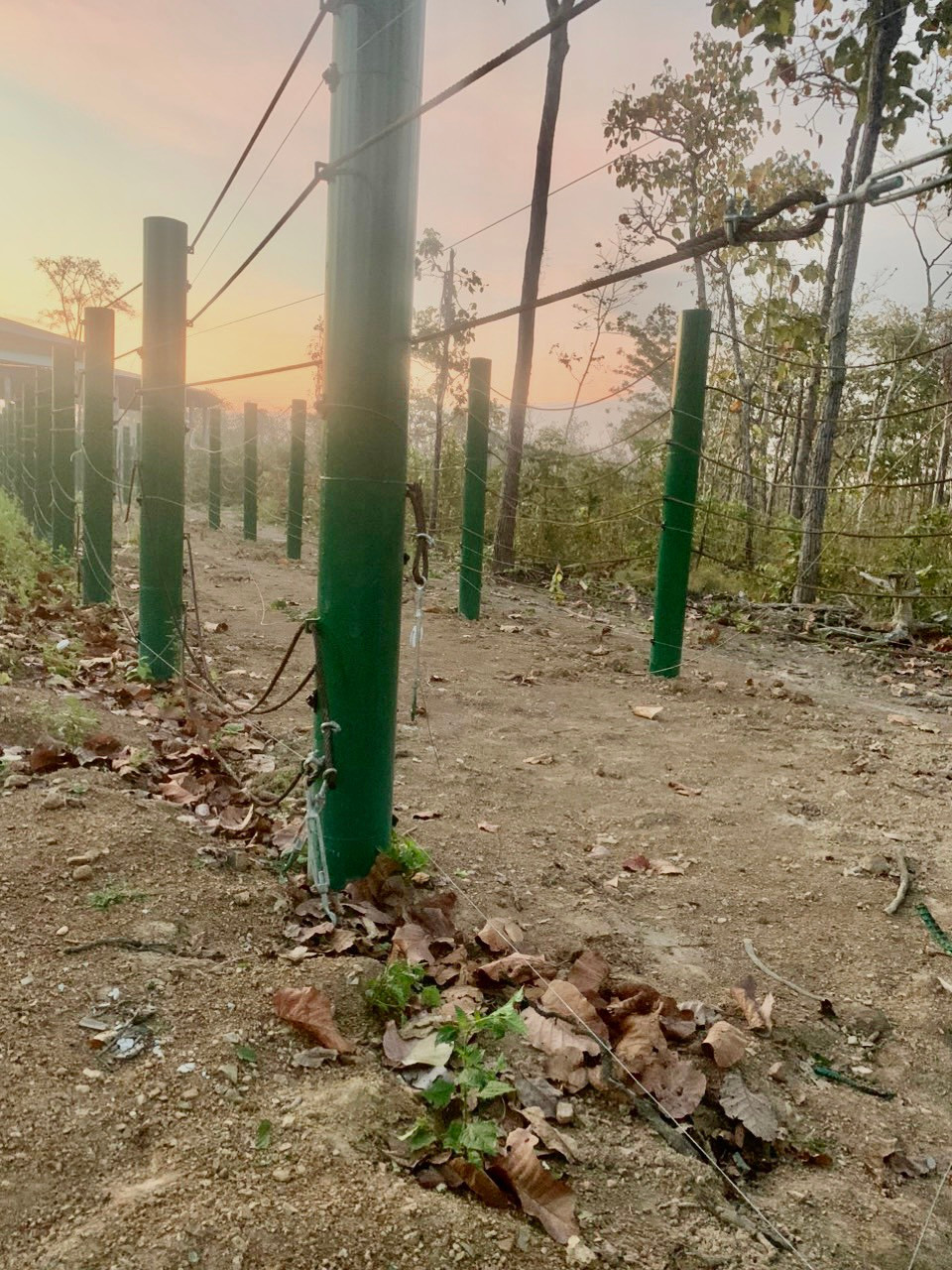 Hàng rào điện khu vực nhà chăm sóc voi bị đứt