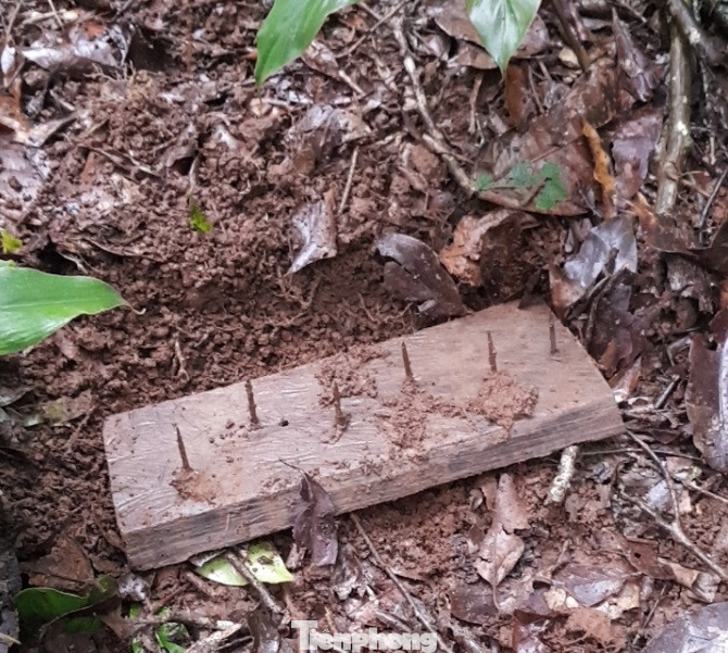 Trong lúc tuần tra, bảo vệ rừng, ông Lý Bá Giờ dẫm phải bẫy đinh phủ dưới lớp lá, đất.