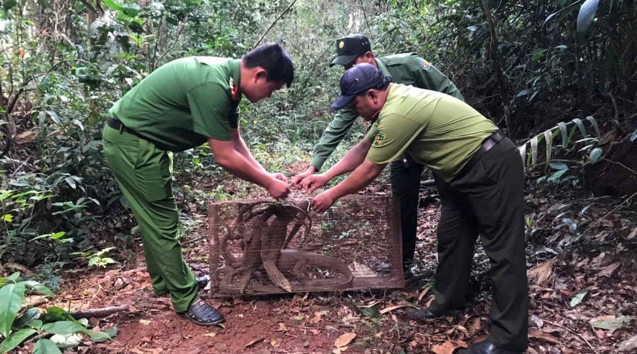Cơ quan chức năng thả 8 cá thể kỳ đà về rừng