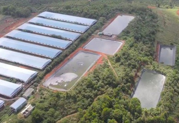 Trang trại chăn nuôi lợn hậu bị của Cty TNHH Đức Tiến Lê. Ảnh: LP. Trang trại chăn nuôi lợn hậu bị của Cty TNHH Đức Tiến Lê. Ảnh: LP.