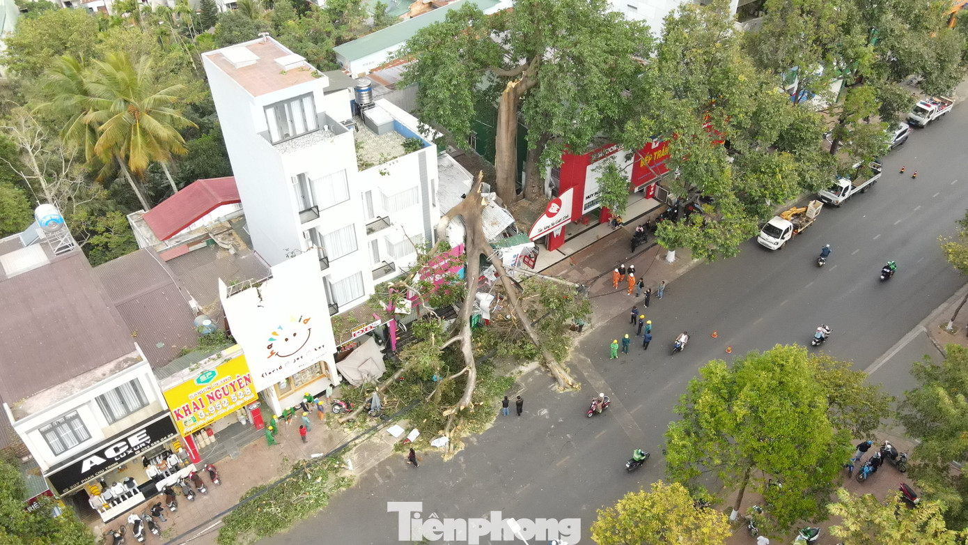 Cây cổ thụ gãy đổ Cây cổ thụ gãy đổ