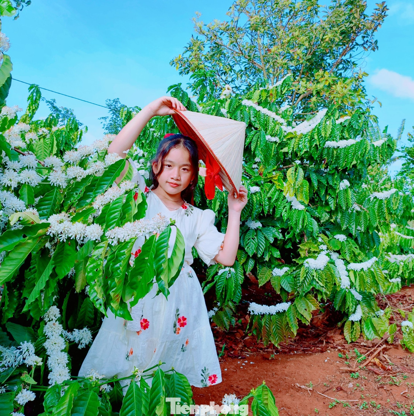 Mỗi mùa hoa cà phê, có rất đông người dân và du khách đến tham quan, chụp ảnh