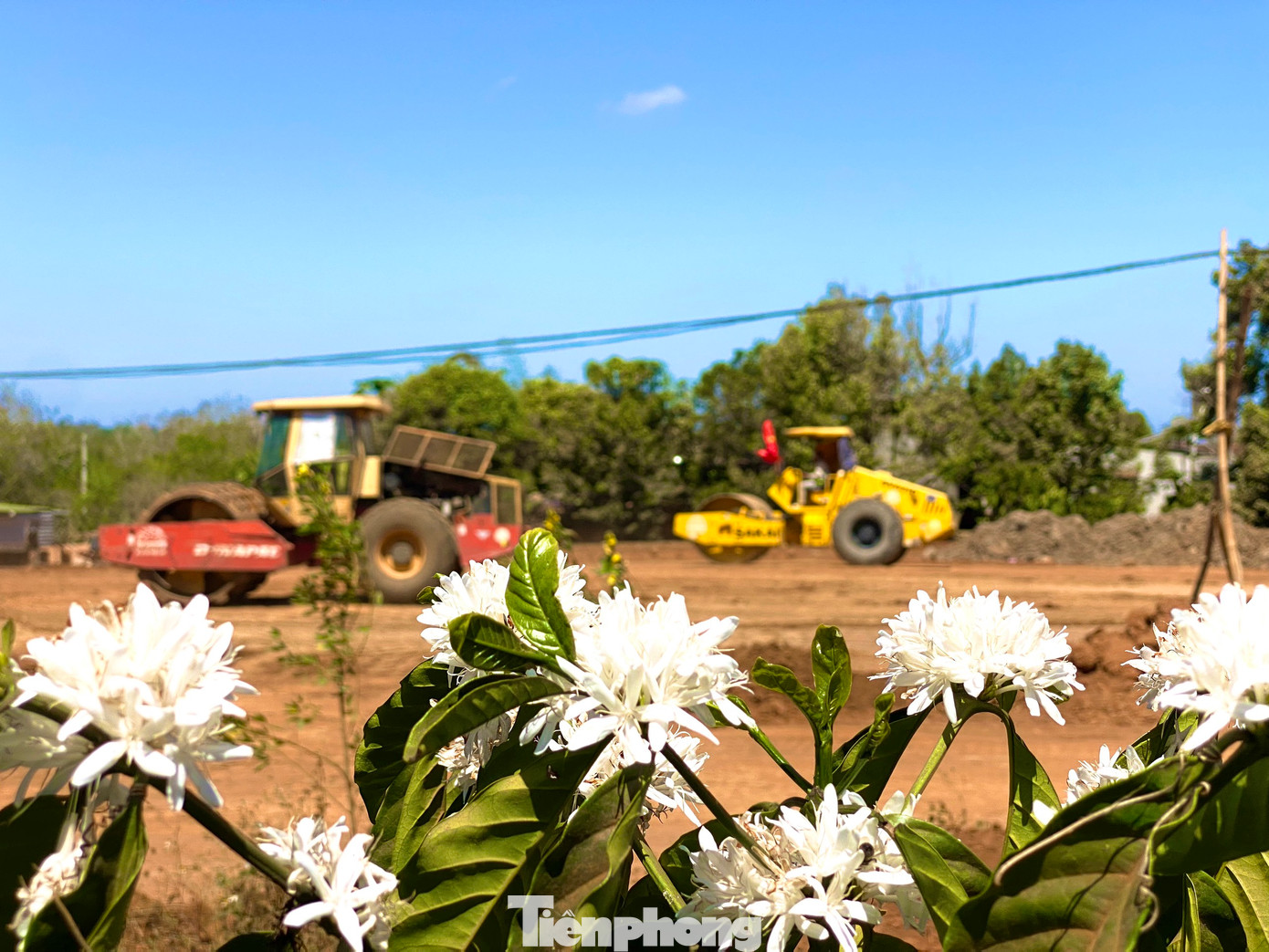 Hoa cà phê nở rộ dọc 2 bên tuyến đường cao tốc Khánh Hòa - Buôn Ma Thuột