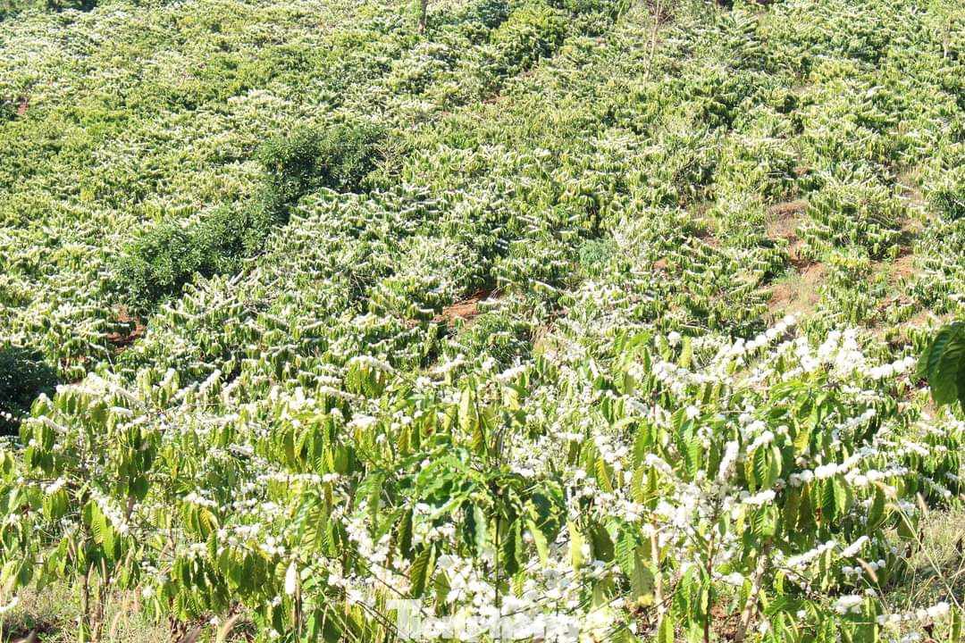 Chị Đinh Thùy Ngân (34 tuổi, huyện Hải Hậu, Nam Định) cho rằng, khách đến tỉnh Đắk Lắk du lịch sẽ bị mê hoặc bởi loài hoa này, không khỏi bâng khuâng khi rời xa.