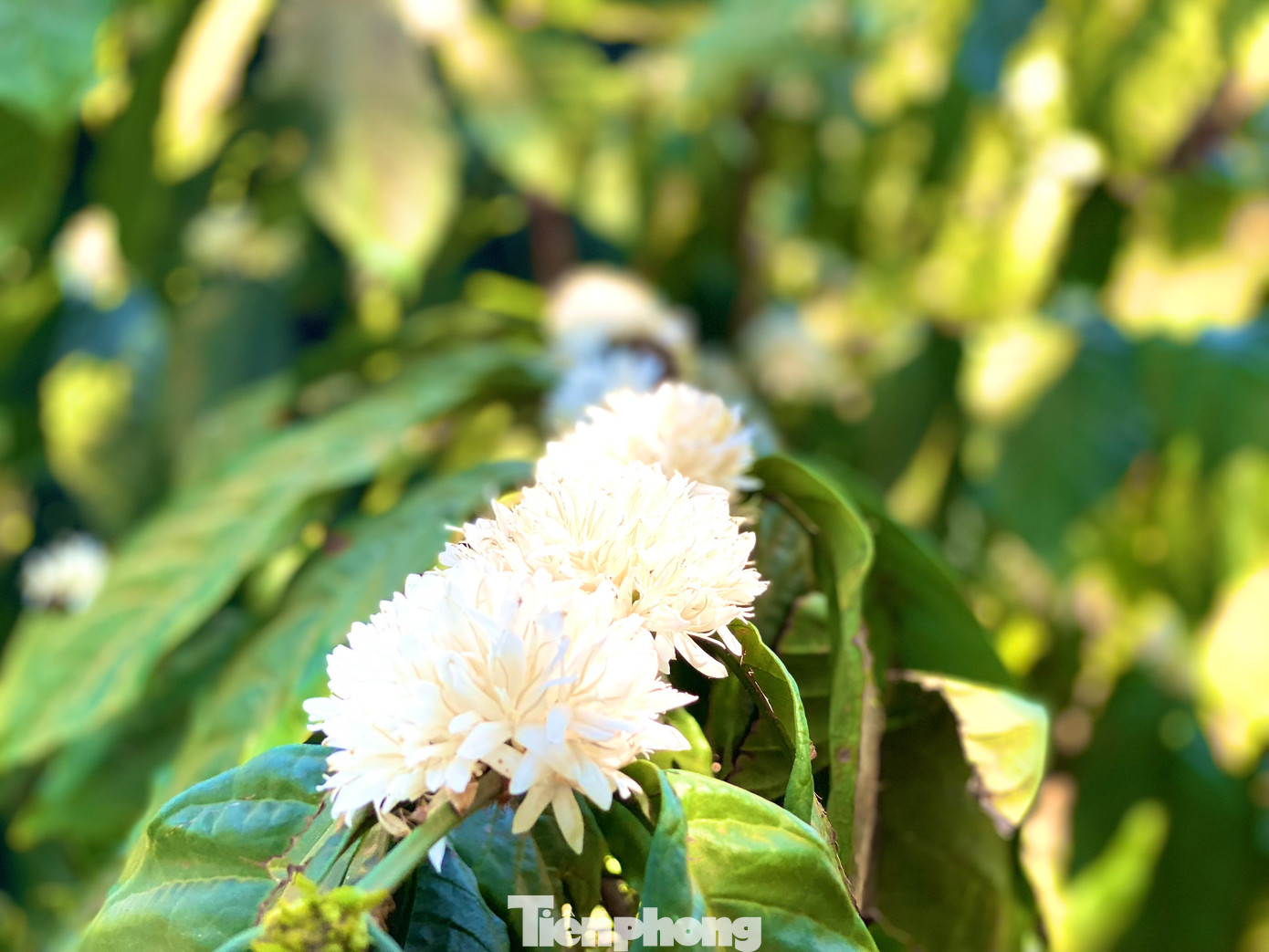 Do điều kiện thổ nhưỡng, khí hậu ở 5 tỉnh khu vực Tây Nguyên có chút khác biệt nên các đợt cây cà phê ra hoa có mốc thời gian khác nhau. Tuy nhiên, hoa cà phê thường ra hoa kéo dài từ cuối tháng 1 đến đầu tháng 4 dương lịch, mỗi đợt nở hoa khoảng từ 7 đến 10 ngày.