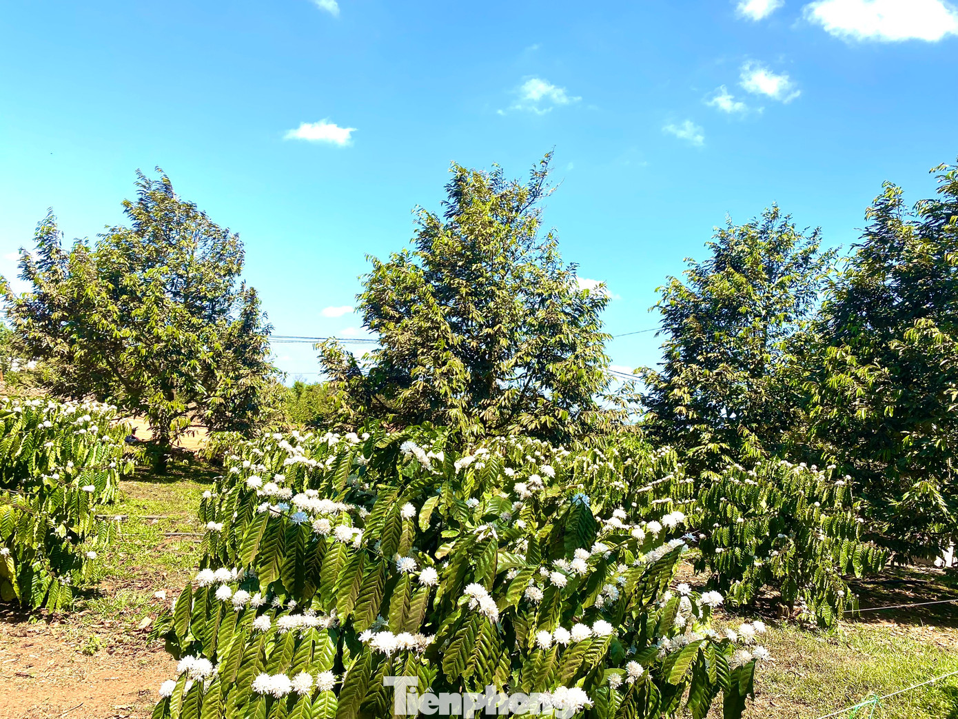 Sau khi thu hoạch quả xong, người nông dân thường tưới nước cho cây cà phê để hoa nở và phục hồi cây. Đây cũng là thời điểm mùa hoa cà phê khoe sắc ở Tây Nguyên.