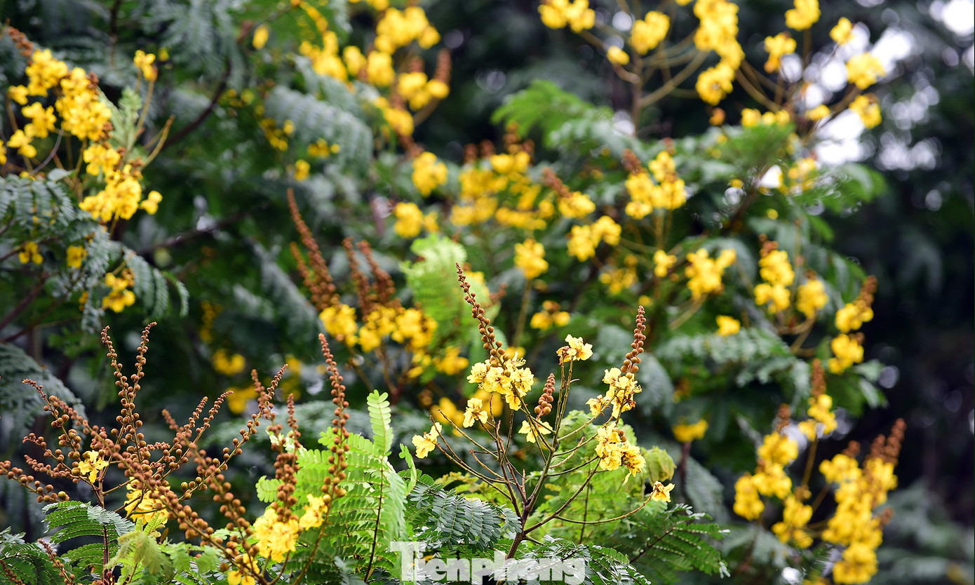 Những ngày hè tháng 6 rực đỏ hoa phượng, vàng rộ hoa điệp tô điểm khoảng trời và nền phố, những học sinh năm cuối bậc phổ thông bước vào kỳ thi quan trọng: Tốt nghiệp THPT Quốc gia. Đây cũng là lúc nhiều bạn trẻ khoác lên mình màu áo xanh tình nguyện &quot;Tiếp sức mùa thi&quot;. Ảnh: Tường Kha