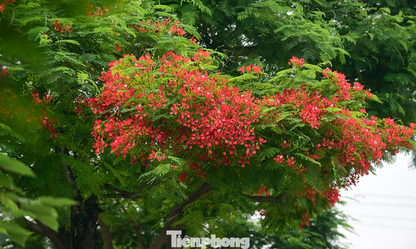 Những ngày hè tháng 6 rực đỏ hoa phượng, vàng rộ hoa điệp tô điểm khoảng trời và nền phố, những học sinh năm cuối bậc phổ thông bước vào kỳ thi quan trọng: Tốt nghiệp THPT Quốc gia. Đây cũng là lúc nhiều bạn trẻ khoác lên mình màu áo xanh tình nguyện &quot;Tiếp sức mùa thi&quot;. Ảnh: Tường Kha