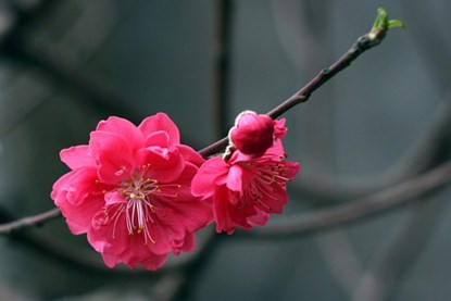 Bí quyết để giữ hoa đào tươi suốt Tết ảnh 2