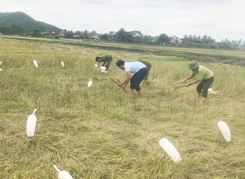 Lực lượng chức năng và người dân Quảng Bình tháo gỡ bẫy và chim mồi. Lực lượng chức năng và người dân Quảng Bình tháo gỡ bẫy và chim mồi.