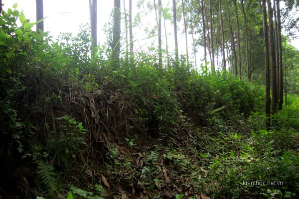 Nhiều đoạn tường thành đã bị người dân phá bỏ để làm đất canh tác, chỉ còn trơ lại dấu tích là các bờ đất