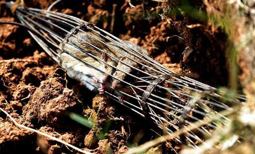 Một con chuột đã sập bẫy